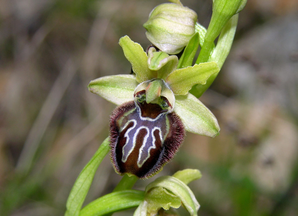 Una O. sphegodes davvero particolare